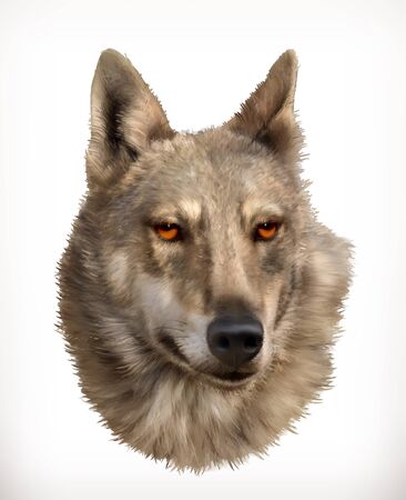 Wolf head, realistic vector illustrationの写真素材