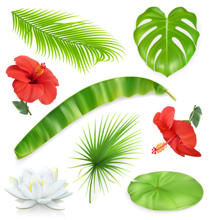 Jungle. Set of leaves and flowers. Tropical plants. 3d vector iconsのイラスト素材