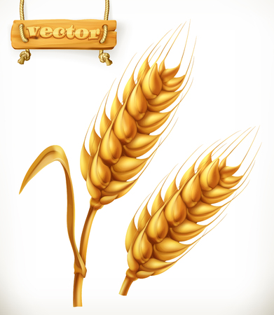 Wheat. 3d vector iconのイラスト素材