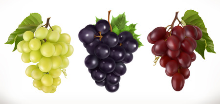 Red and white table grapes, wine grapes. Fresh fruit, 3d vector icon setのイラスト素材