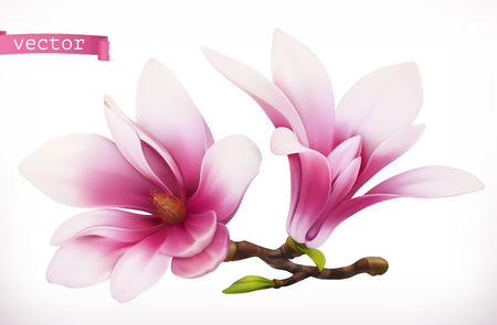 Magnolia. 3d realistic vector iconのイラスト素材