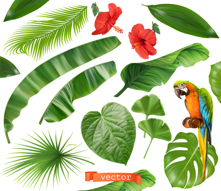 Botany. Set of leaves and flowers. Tropical plants. 3d realistic vector iconsのイラスト素材