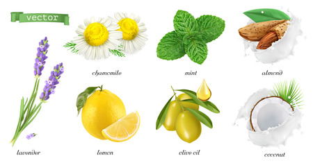 Medicinal plants and flavors, chamomile, mint, lavender, lemon, almonds, coconut, olive oil.のイラスト素材