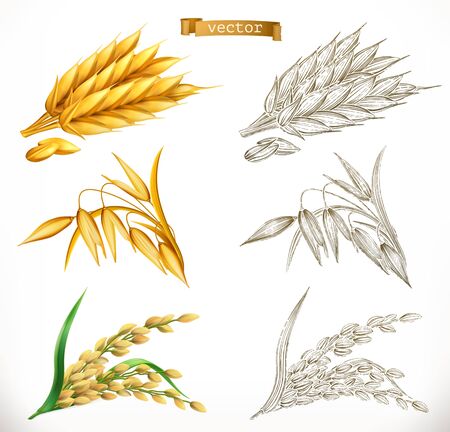 Ears of wheat, oats, rice. 3d realism and engraving styles. Vector illustrationのイラスト素材