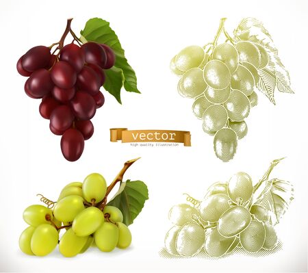 Grapes. 3d realism and engraving styles. Vector illustrationのイラスト素材