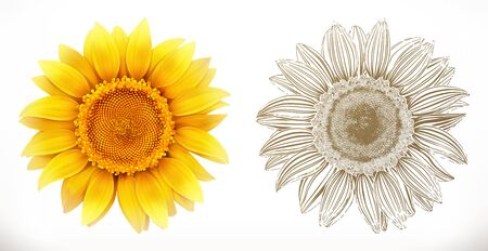 Sunflower. 3d realism and engraving styles. Vector illustrationのイラスト素材