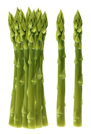 Garden asparagus. Sparrow grass, 3d realistic vectorのイラスト素材