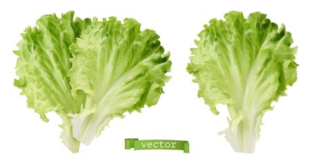 Lettuce. Leaf vegetable, 3d realistic vectorのイラスト素材