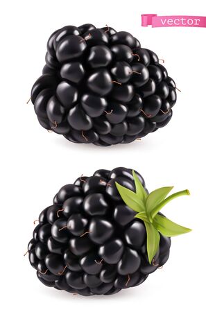 Blackberry, 3d realistic vector icon on whiteのイラスト素材