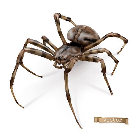 Spider vectored realistic on whiteのイラスト素材