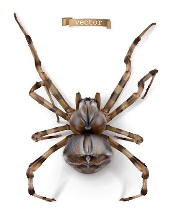 Spider 3d realistic vector icon on whiteのイラスト素材