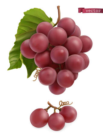 Grapes. Fresh fruit, 3d realistic vectorのイラスト素材