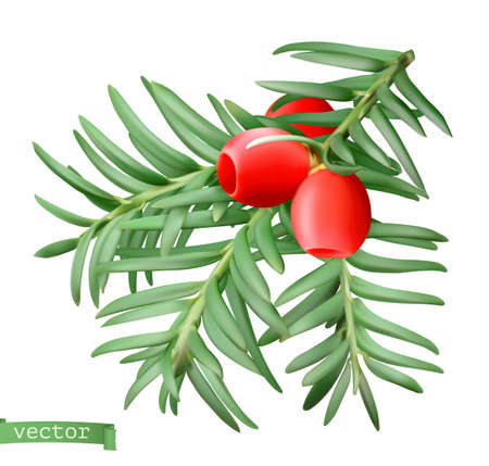 Yew branch, christmas decoration. Taxus tree 3d realistic vector iconのイラスト素材