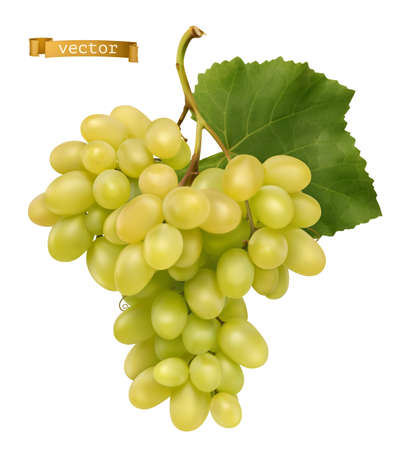 White sweet table grapes. Fresh fruit, 3d realistic vectorのイラスト素材