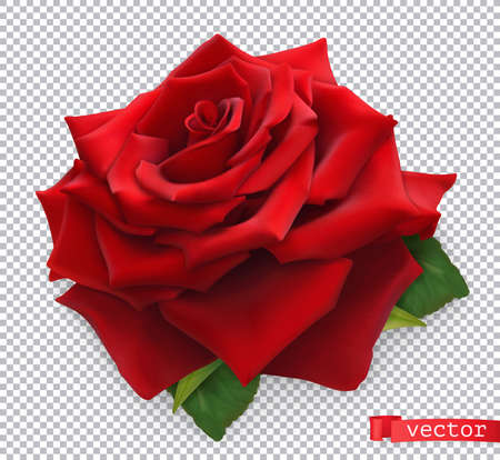 Red Rose. 3d realistic vector objectのイラスト素材