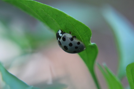 Grey Lady Bugの写真素材