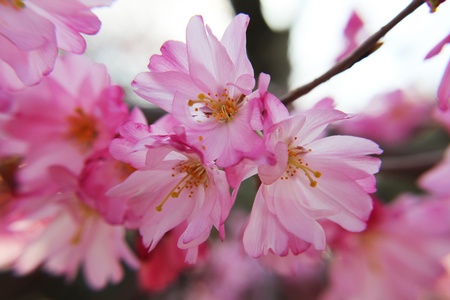 Ornamental Cherry Blossomの写真素材