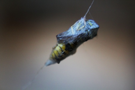 Wrapped Jacketの写真素材