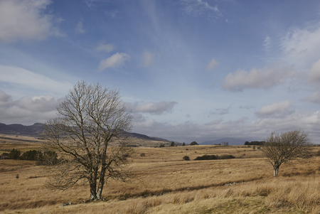 Two trees in a field in North Wales in early spring, hence no leaves. The sunny weather is unusual for this time of year.の写真素材