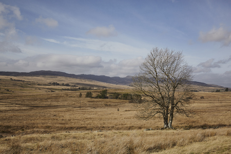 A single tree stands in a field in North Wales in early spring, hence no leaves. The sunny weather is unusual for this time of year.の写真素材