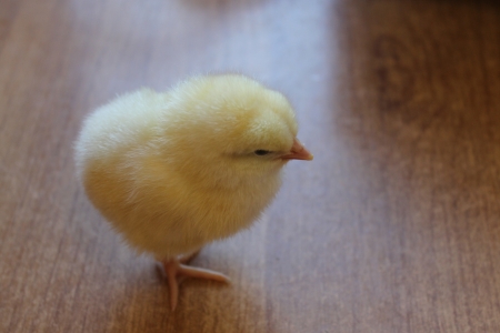 little chickの写真素材