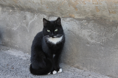 black catの写真素材