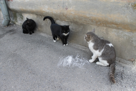 three catsの写真素材