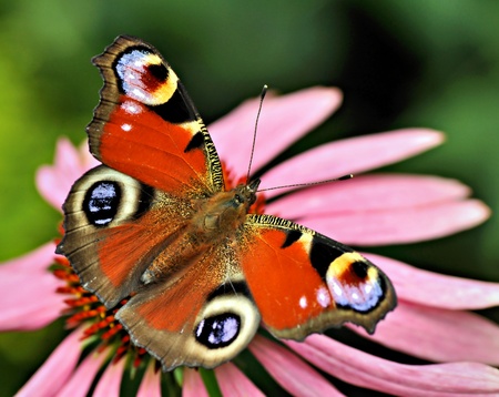 Peacock butterfly resting on a pink flowerの写真素材