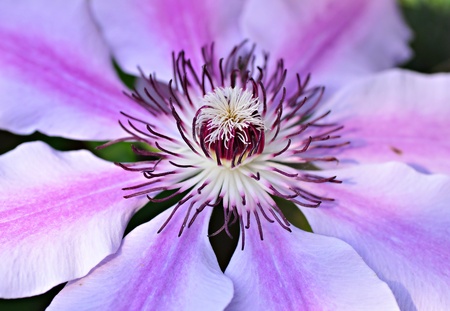 Close up of purple clematisの写真素材