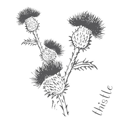 Thistle thorn plant grass drawn by handのイラスト素材