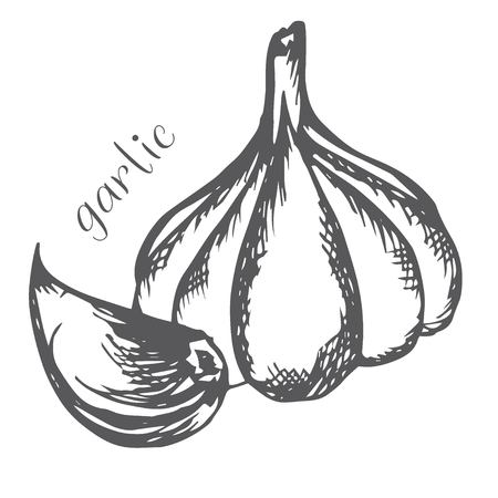 Bulb and garlic cloves painted with handのイラスト素材