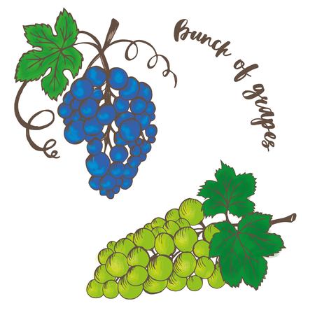 bunches of green and blue, hand drawnのイラスト素材