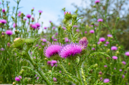 Thistle flower purple thorn grass blue skyの写真素材