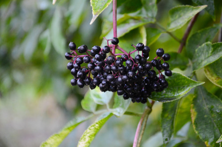 elder berries on a branch with leaves and rain drops and blurred backgroundの写真素材