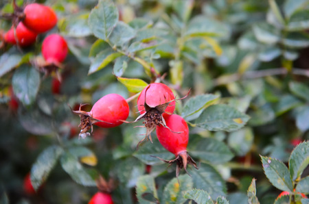 ripe rose hips on a branch with rain drops and blurred backgroundの写真素材