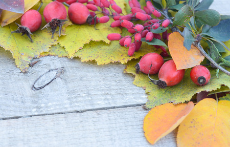On the old boards autumn colorful leaves and berries of wild rose and barberry expanded backgroundの写真素材