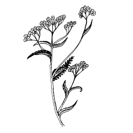 Doodle milfoil of medicinal herb drawn contourのイラスト素材