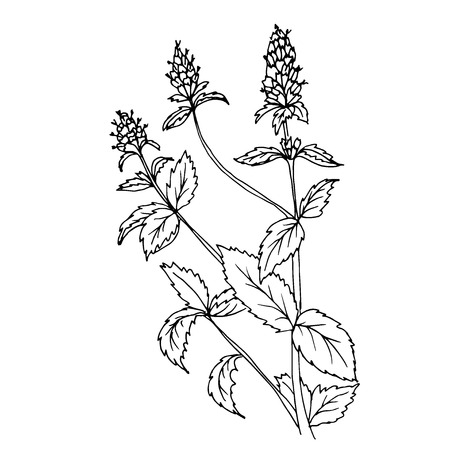 Doodles peppermint herb, the drawn contourのイラスト素材