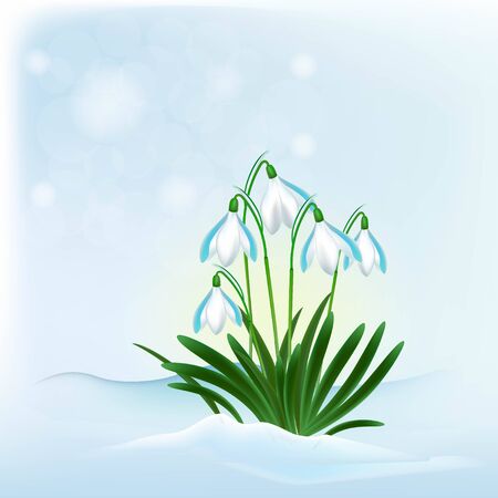 flowers snowdrops from the snow, in shades of blue blurred backgroundのイラスト素材