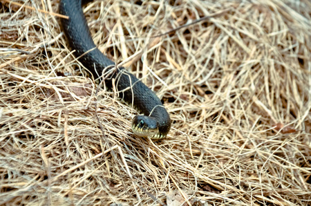 snake river uzh on dried grass with selective focusの写真素材