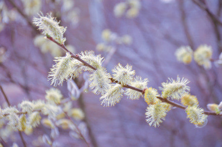 flowering willow branch on blurred backgroundの写真素材