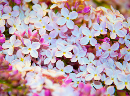 lilac flowers pink purple background selective focus