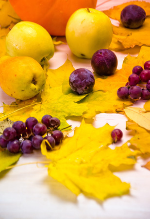 Autumn mood, pumpkins and maple leaves scattered blue grapes apples and pears on wooden background, selective focusの写真素材