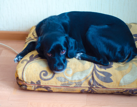 cute black dog lying on the pillow on the floorの写真素材