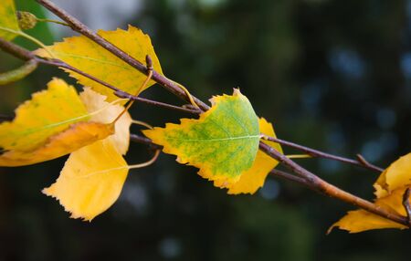 thin birch branches in autumn with yellow leaves selectiveの写真素材