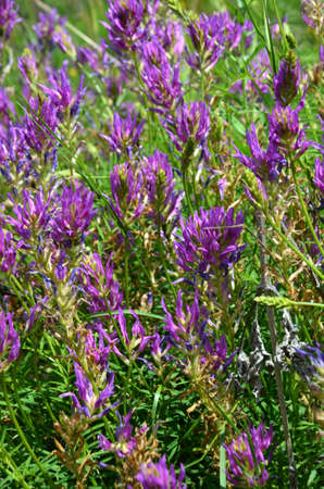 Astragalus plant grass with purple small flowersの写真素材