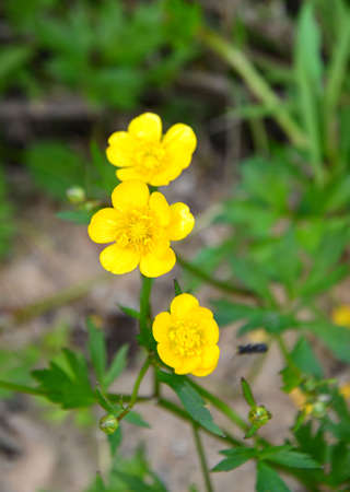 Buttercup plant grass with yellow small flowersの写真素材