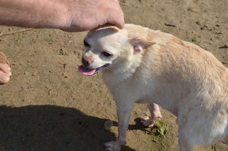 small dog white chihuahua, male hand stroking the dog, she is happy, selective focusの写真素材