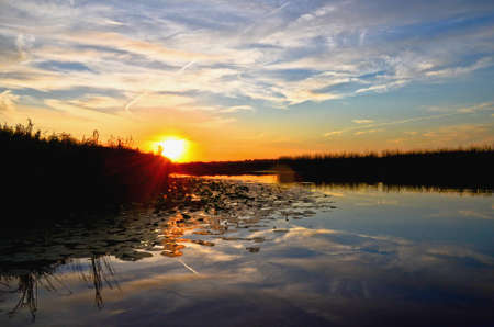 sunrise in summer reeds and water lilies on the river selective focusの写真素材