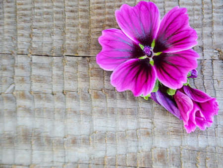 wooden old background on it a bright purple garden flower with a bud map selective focusの写真素材